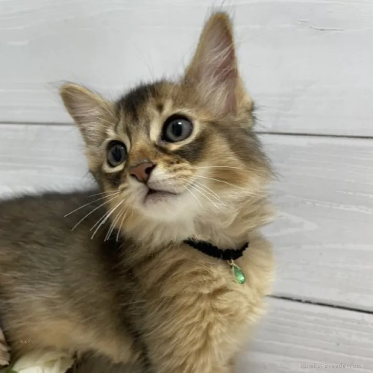 ID：2309-02720の子猫