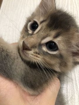 ソマリ【京都府・女の子・2021年6月12日・ブルー】の写真「綺麗なブルーの毛並みのお姫様👸」