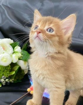 ソマリ【京都府・男の子・2022年3月15日・レッド（ずっと撫でたい触り心地💖）】の写真「愛称:次郎、やんちゃ顔！😆可愛い動画撮れました✨」