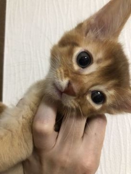 ソマリ【京都府・男の子・2021年6月12日・レッド】の写真「表情豊かな男の子」