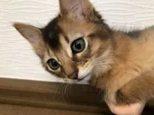 ソマリ【京都府・男の子・2020年11月17日・ルディ】の写真1「1/25撮影」