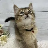 ソマリ【京都府・男の子・2023年8月2日・ルディ】の写真1「9/25」