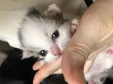 ラガマフィン【京都府・女の子・2021年5月5日・ブラウンクラシックタビー&ホワイト】の写真2「生後10日」