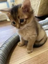 ソマリ【京都府・女の子・2021年10月17日・ルディ】の写真3