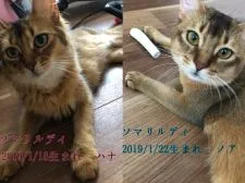 ソマリ【京都府・男の子・2020年11月17日・ルディ】の写真3