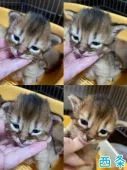 ソマリ【京都府・男の子・2022年3月15日・】の写真4