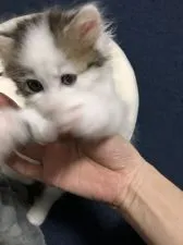 ラガマフィン【京都府・女の子・2021年5月5日・ブラウンクラシックタビー&ホワイト】の写真4