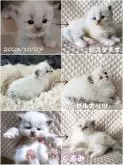 サイベリアン【京都府・男の子・2023年10月27日・】の写真5