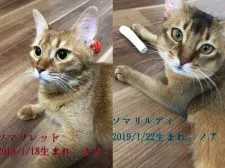 ソマリ【京都府・女の子・2022年3月15日・】の写真5
