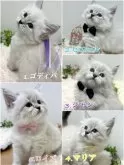 サイベリアン【京都府・男の子・2024年1月30日・シールリンクスポイント】の写真5