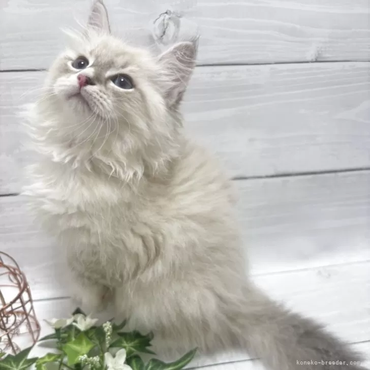 ID：2510-00523の子猫