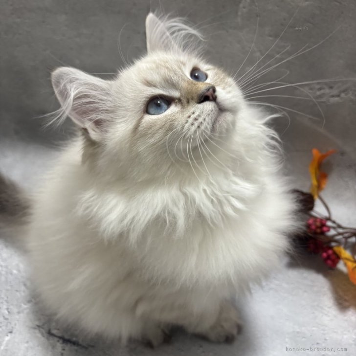 ブリーダー画像