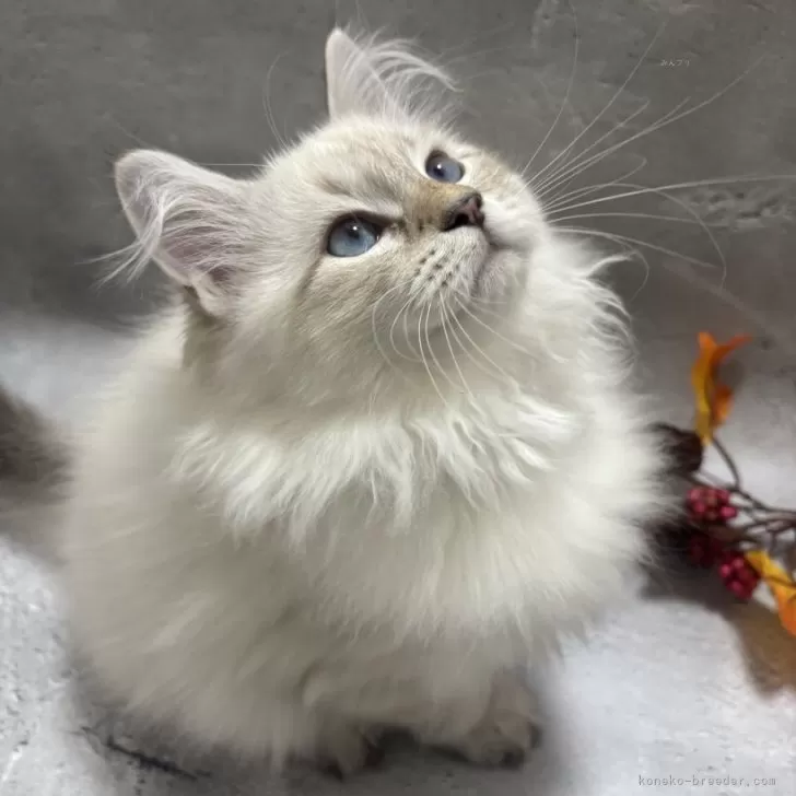 サイベリアン【京都府・男の子・2025年7月29日・シールリンクスポイント】の写真1