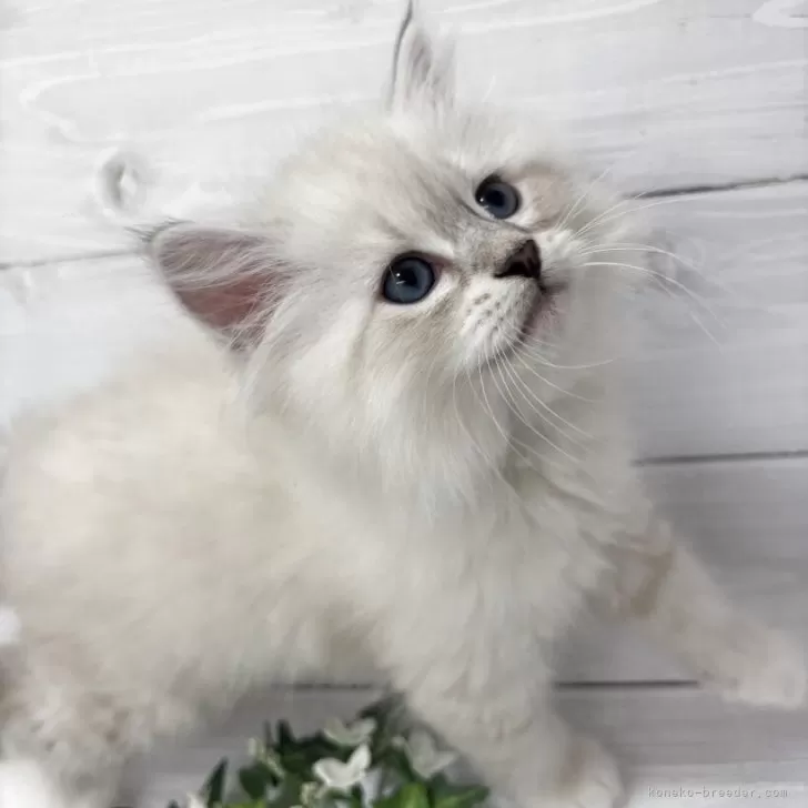 ID:2505-02279の子猫