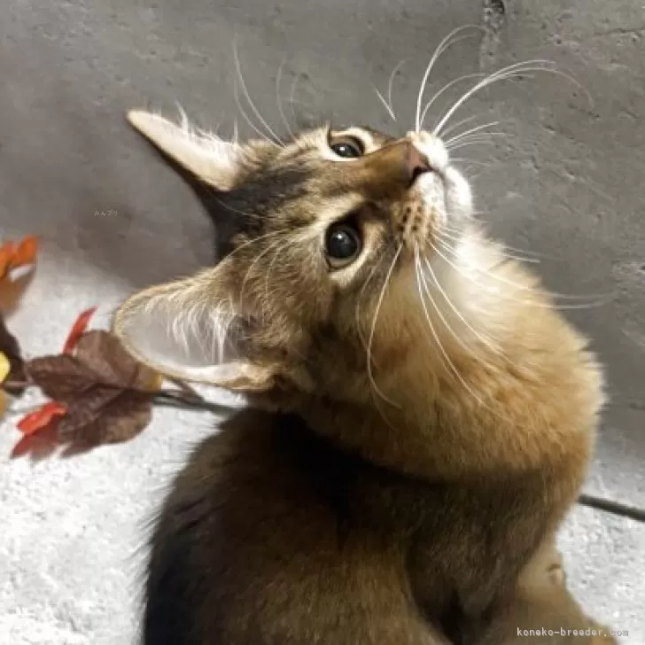 ソマリ【京都府・男の子・2025年7月8日・ルディ】の写真1