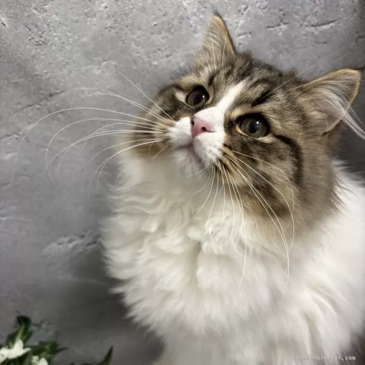 ID：2410-00570の子猫