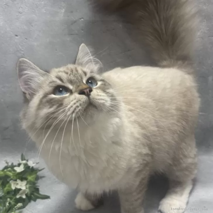 サイベリアン【京都府・男の子・2025年3月22日・シールリンクスポイント&amp;ホワイト】の写真1「4.5kg」