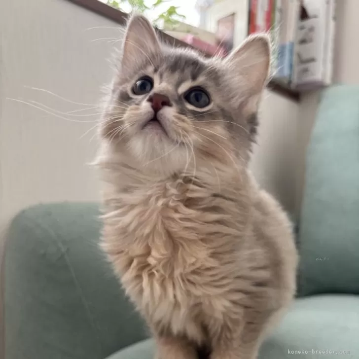 ID：2503-01851の子猫
