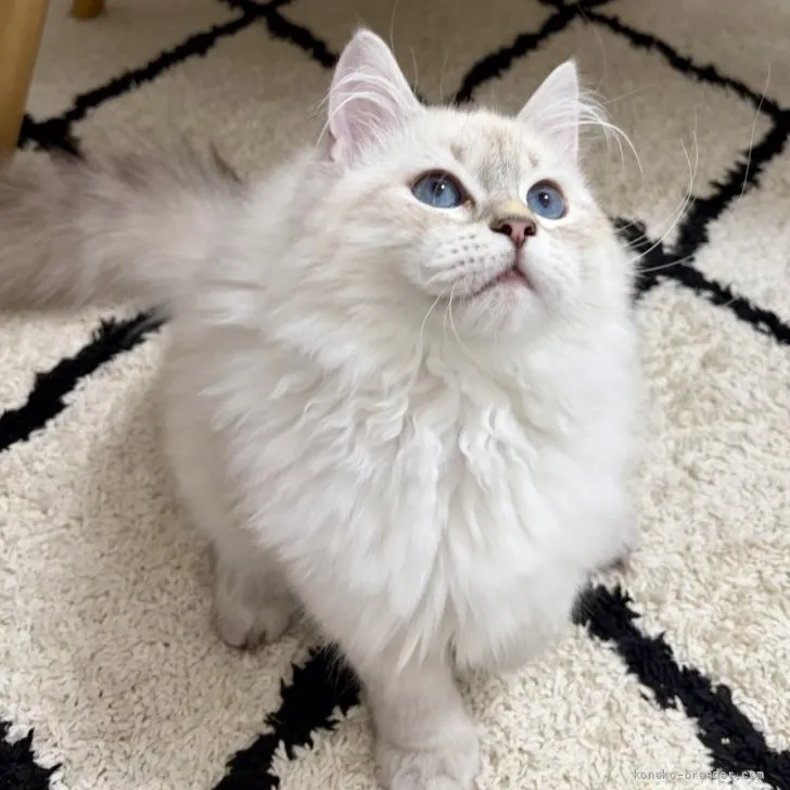 ID：2603-02093の子猫