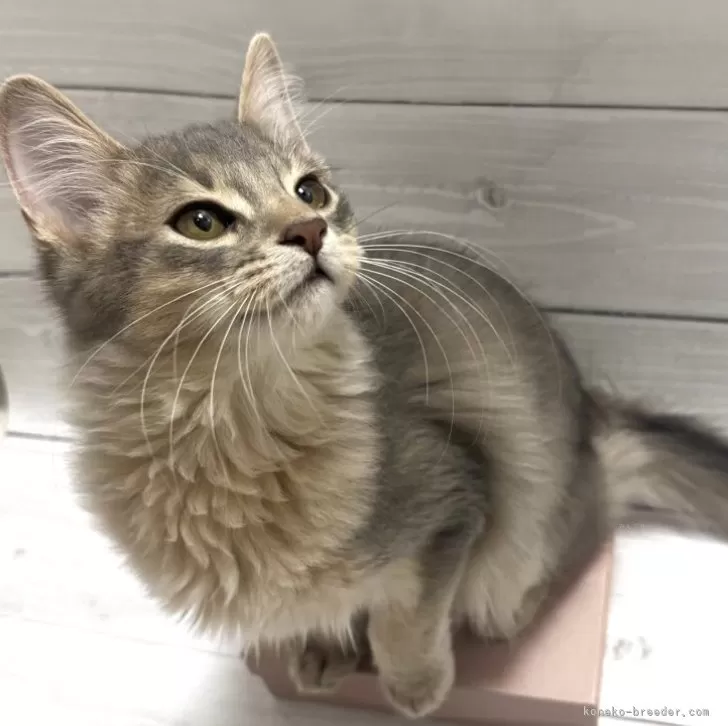 ソマリ【京都府・男の子・2025年7月8日・ブルー】の写真1