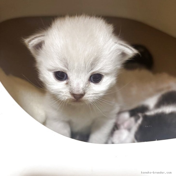 ブリーダー画像