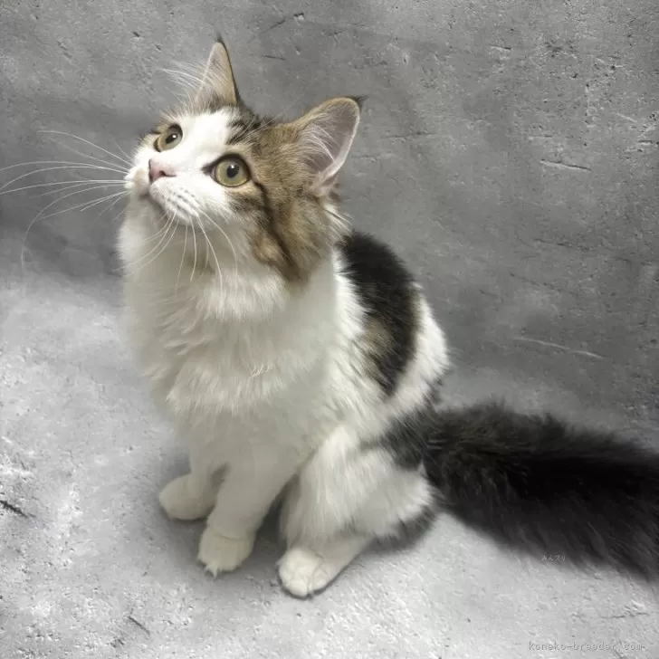 Y.K 様のお迎えした子猫