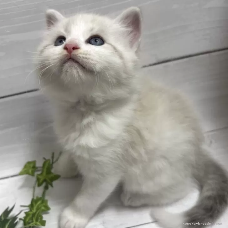 ID：2505-00192の子猫