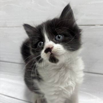 ラガマフィン【京都府・女の子・2025年10月13日・ブラック&ホワイト】の写真「ベリー(仮)🍇残念な模様の入り方の女の子💦」