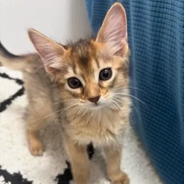 ソマリ【京都府・女の子・2025年7月8日・ルディ】🍉紅こだま(仮