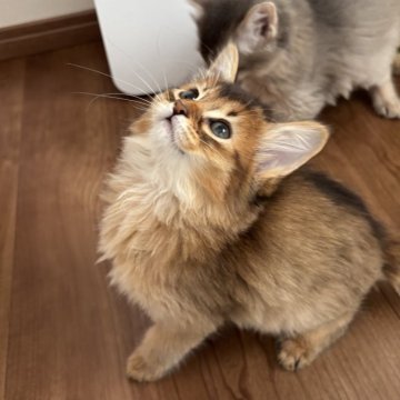 ソマリ【京都府・女の子・2025年1月23日・ルディ（ふわふわ）】の写真「豆大福ちゃん(仮)」