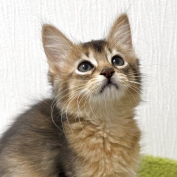 ソマリ【京都府・女の子・2025年9月20日・ルディ】の写真「バターナッツ(仮)🎃かぼちゃシリーズ第1子長女」