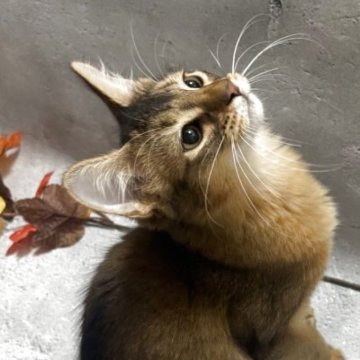 ソマリ【京都府・男の子・2025年7月8日・ルディ】の写真「🍉でんすけ(仮)ワンパク＆ゴロゴロ甘えん坊」