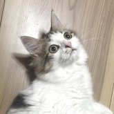 ラガマフィン