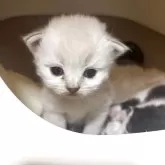 ラガマフィン【京都府・男の子・2025年10月11日・シールリンクスポイント】の写真1