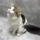 ラガマフィン【京都府・男の子・2025年4月6日・ブラウンタビー&ホワイト】の写真1