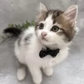 ラガマフィン【京都府・男の子・2025年4月6日・ブラウンタビー&ホワイト】の写真11