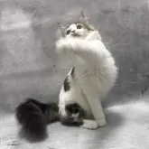 ラガマフィン【京都府・男の子・2025年4月6日・ブラウンタビー&ホワイト】の写真4