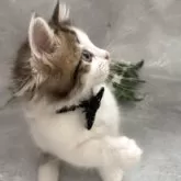 ラガマフィン【京都府・男の子・2025年4月6日・ブラウンタビー&ホワイト】の写真12