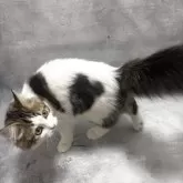 ラガマフィン【京都府・男の子・2025年4月6日・ブラウンタビー&ホワイト】の写真5