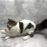 ラガマフィン【京都府・男の子・2025年4月6日・ブラウンタビー&ホワイト】の写真6