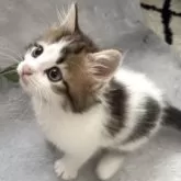 ラガマフィン【京都府・男の子・2025年4月6日・ブラウンタビー&ホワイト】の写真13