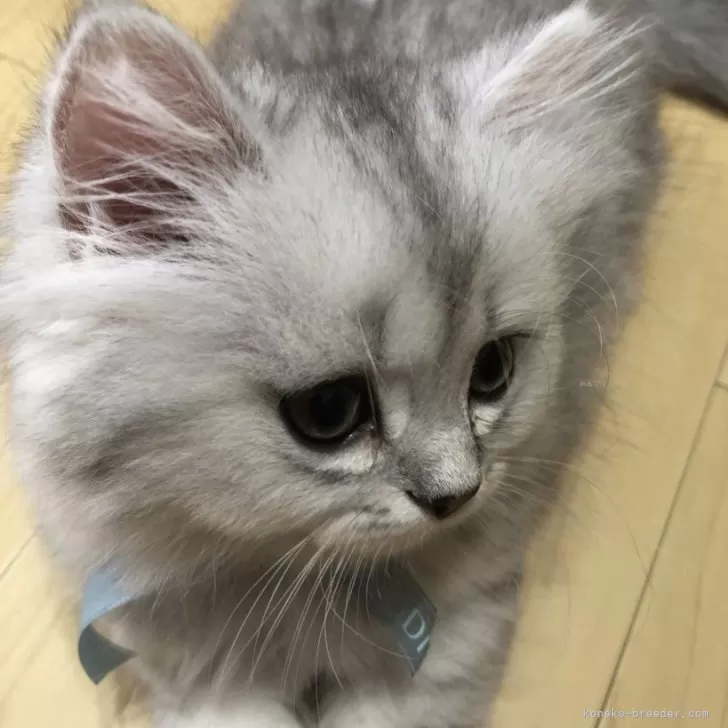ID:2408-00344の子猫