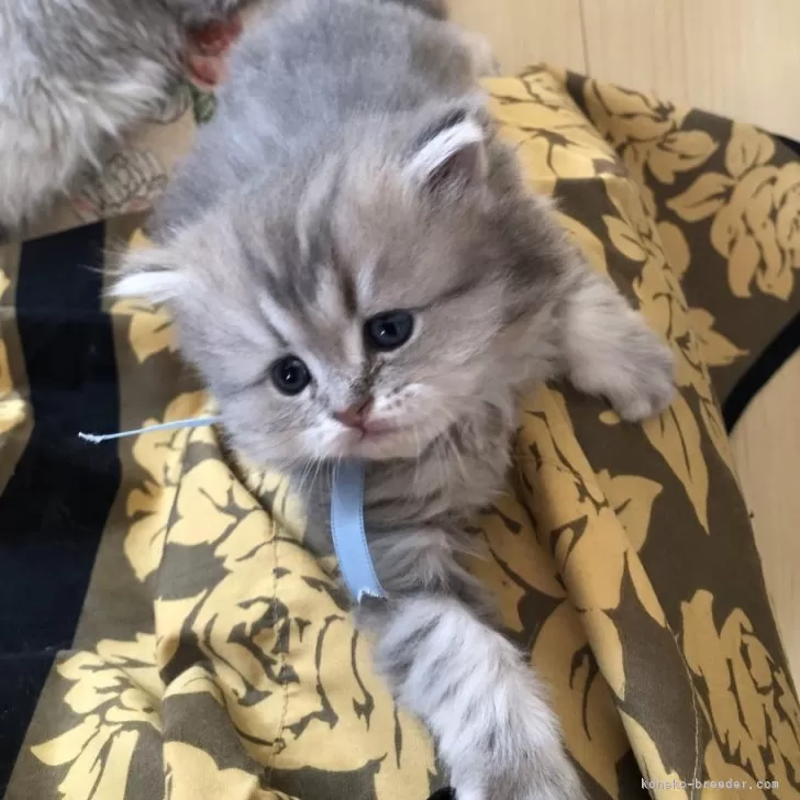 ミヌエット(短足)【愛知県・男の子・2023年12月7日・ブルーチンチラゴールデン】の写真1「柔らかい毛色でふわふわの甘いルックスの男の子です💕」