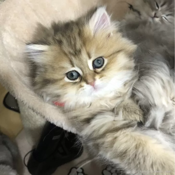 ID:2401-00380の子猫