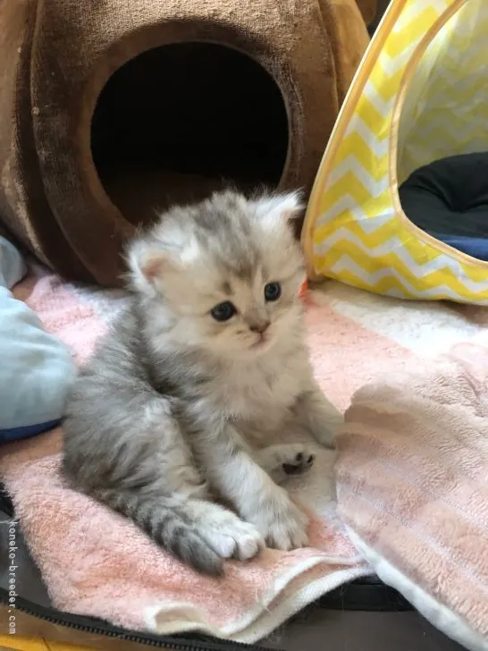 ID：2204-02291の子猫