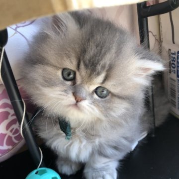 ミヌエット(短足)【愛知県・男の子・2023年12月23日・ブルーチンチラゴールデン(希少色、極短です)（ふわふわの柔らかい毛質の長毛）】の写真「まだまだ幼い顔つきですが、甘いルックスと可愛い性格」