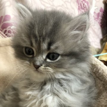 ミヌエット(短足)【愛知県・男の子・2023年12月23日・ブルーチンチラゴールデン(希少色です)（柔らかいふわふわの長毛）】の写真「触った瞬間にゴロゴロ言っちゃう可愛い子💕」