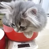 ミヌエット(短足)【愛知県・女の子・2025年3月22日・ブルーチンチラゴールデン】の写真10「わたしもミルク欲しいなぁ、順番待ちしてまーす❣️」