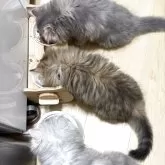 ミヌエット(短足)【愛知県・女の子・2025年3月22日・ブルーチンチラゴールデン】の写真8「こんな感じで兄弟猫も成猫も一緒にご飯を食べています❣️」