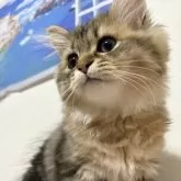 ミヌエット(長足)【愛知県・男の子・2025年6月1日・ブラウンタビー】の写真7「優しいけど時には凛々しいそらくん✌️」